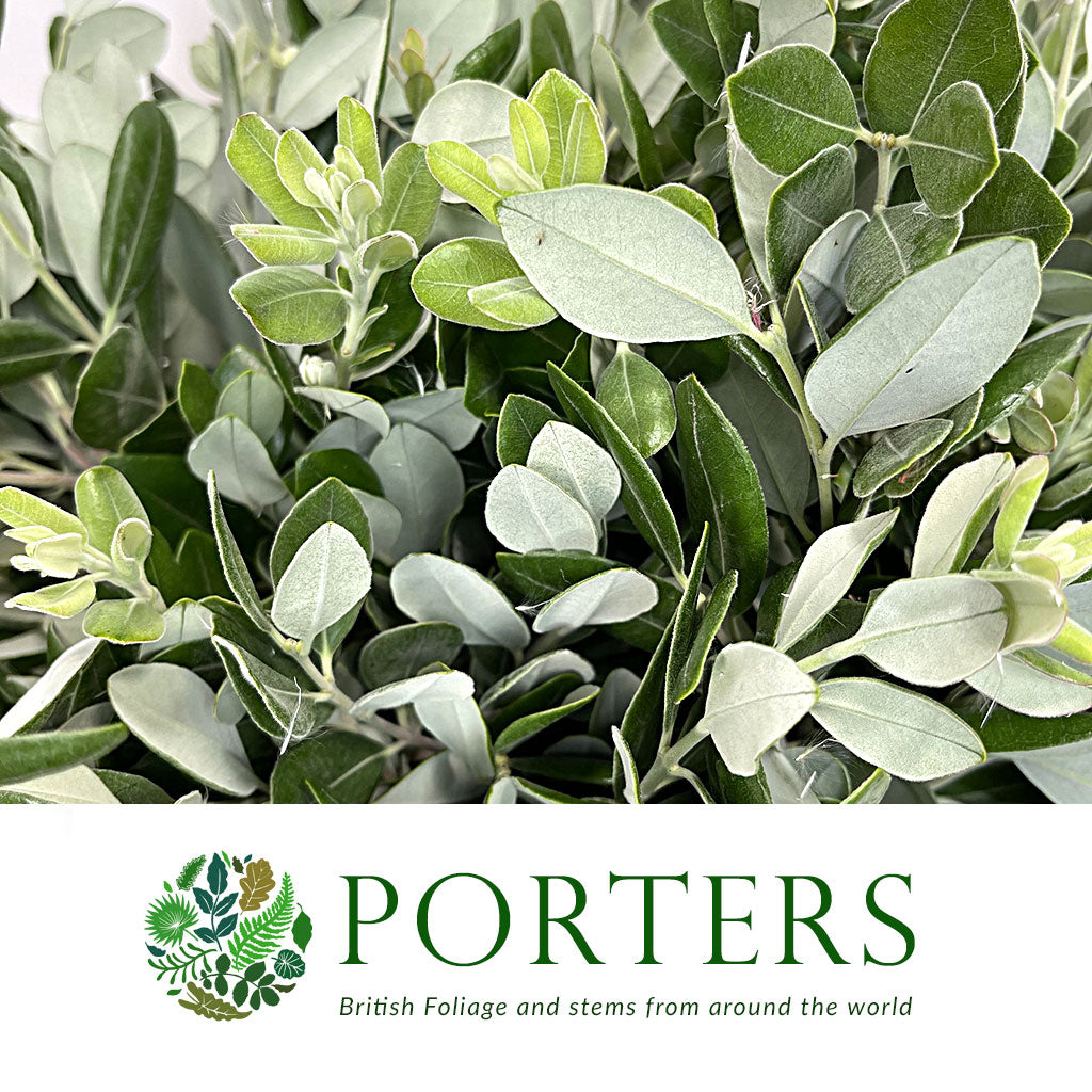 Pittosporum &#39;Ralphi&#39; 50cm (Various Sizes)