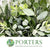 Pittosporum 'Ralphi' 50cm (Various Sizes)