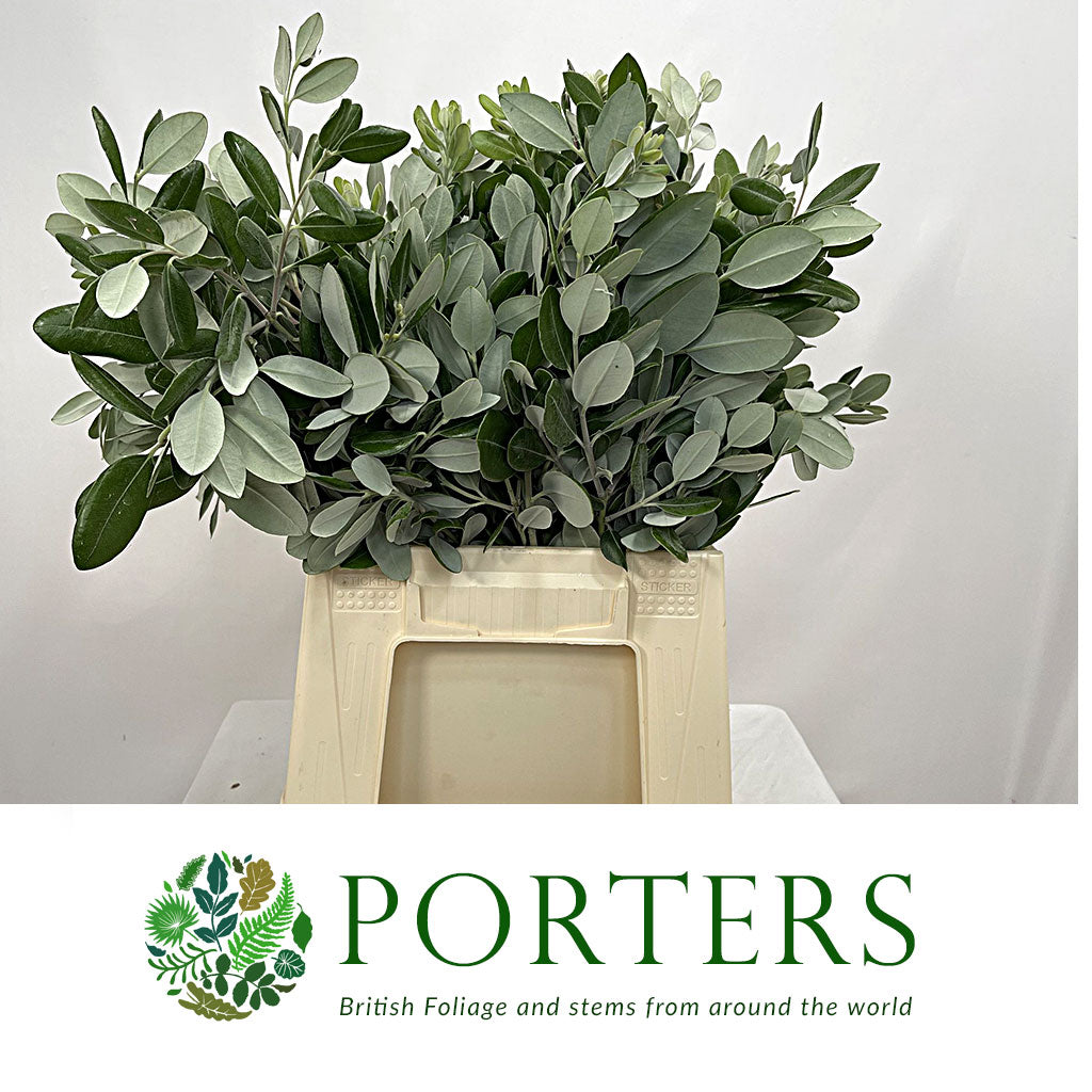 Pittosporum 'Ralphi' 50cm (Various Sizes) - Porters Foliage Ltd