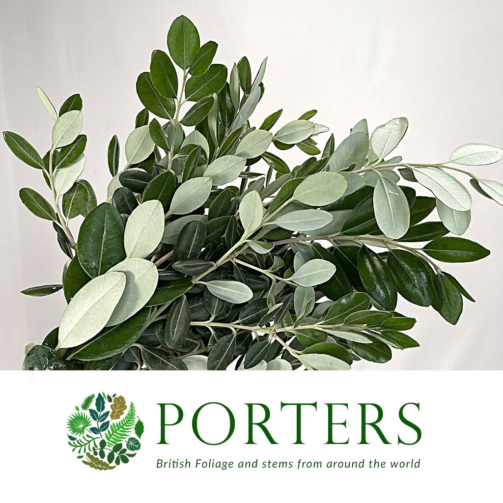Pitto Ralph Pittosporum 'Ralphi' 50cm (Various Sizes) - Porters Foliage Ltd