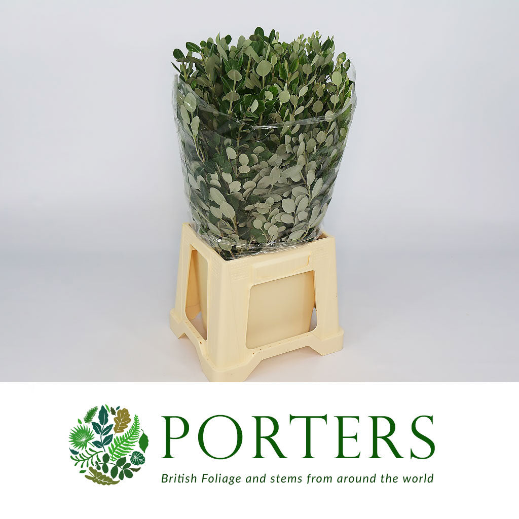 Pitto Ralph Pittosporum 'Ralphi' 50cm (Various Sizes) - Porters Foliage Ltd