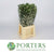 Pittosporum 'Ralphi' 50cm (Various Sizes)