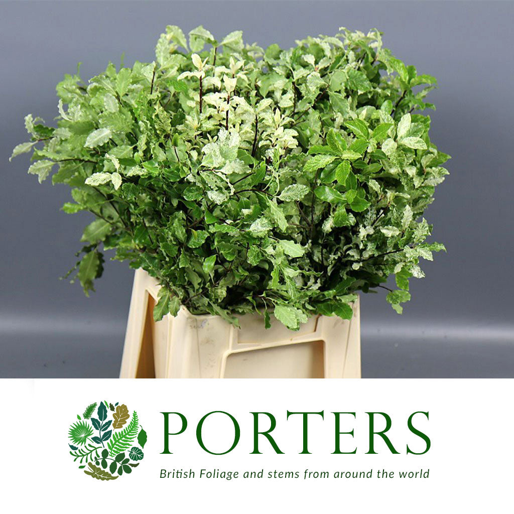 Pittosporum &#39;Nevato&#39; (Snowy) (Wild) (Various Sizes)