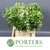 Pittosporum 'Nevato' (Snowy) (Wild) (Various Sizes)
