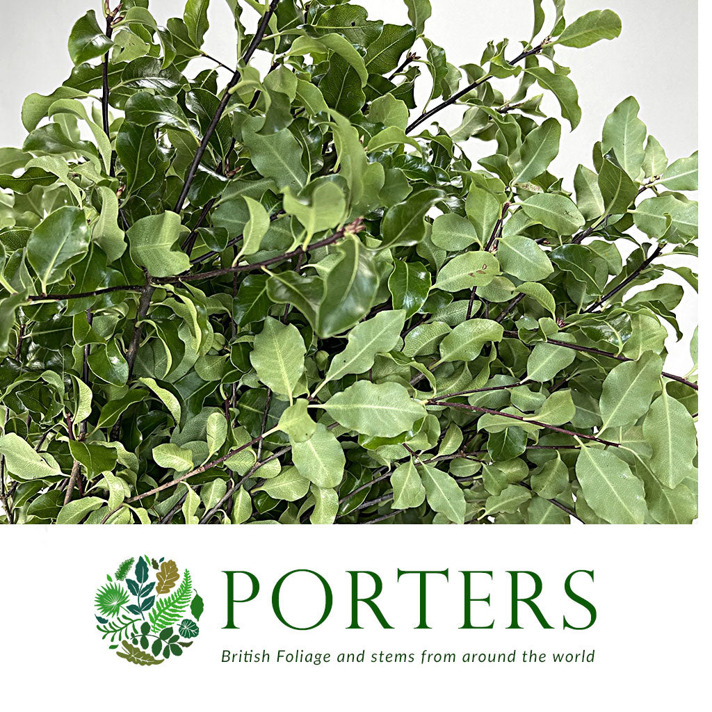 Pittosporum &#39;Green&#39; (Tenuifolia) (Various Lengths)