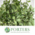 Pittosporum 'Green' (Tenuifolia) (Various Lengths)