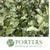 Pittosporum 'Green' (Tenuifolia) (Various Lengths)