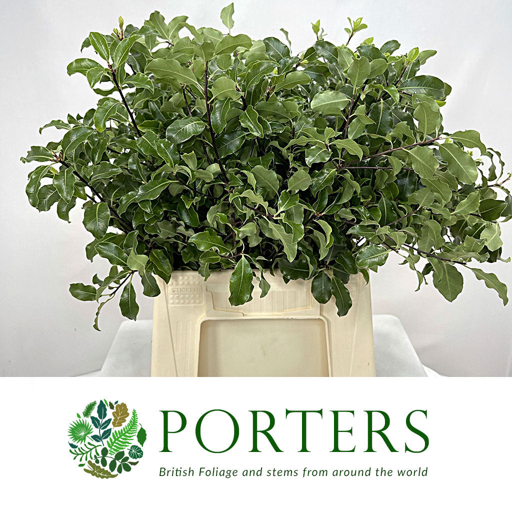 Pittosporum &#39;Green&#39; (Tenuifolia) (Various Lengths)
