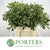 Pittosporum 'Green' (Tenuifolia) (Various Lengths)