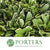 Pittosporum 'Variegated' (Large Leaf) (Various Lengths)