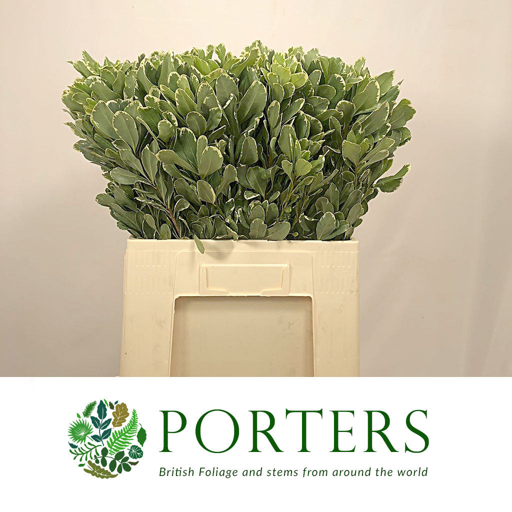 Pittosporum 'Variegated' (Large Leaf) (Various Lengths)