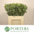 Pittosporum 'Variegated' (Large Leaf) (Various Lengths)