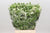 Pittosporum 'Nevato' (Snowy) (Various Sizes)