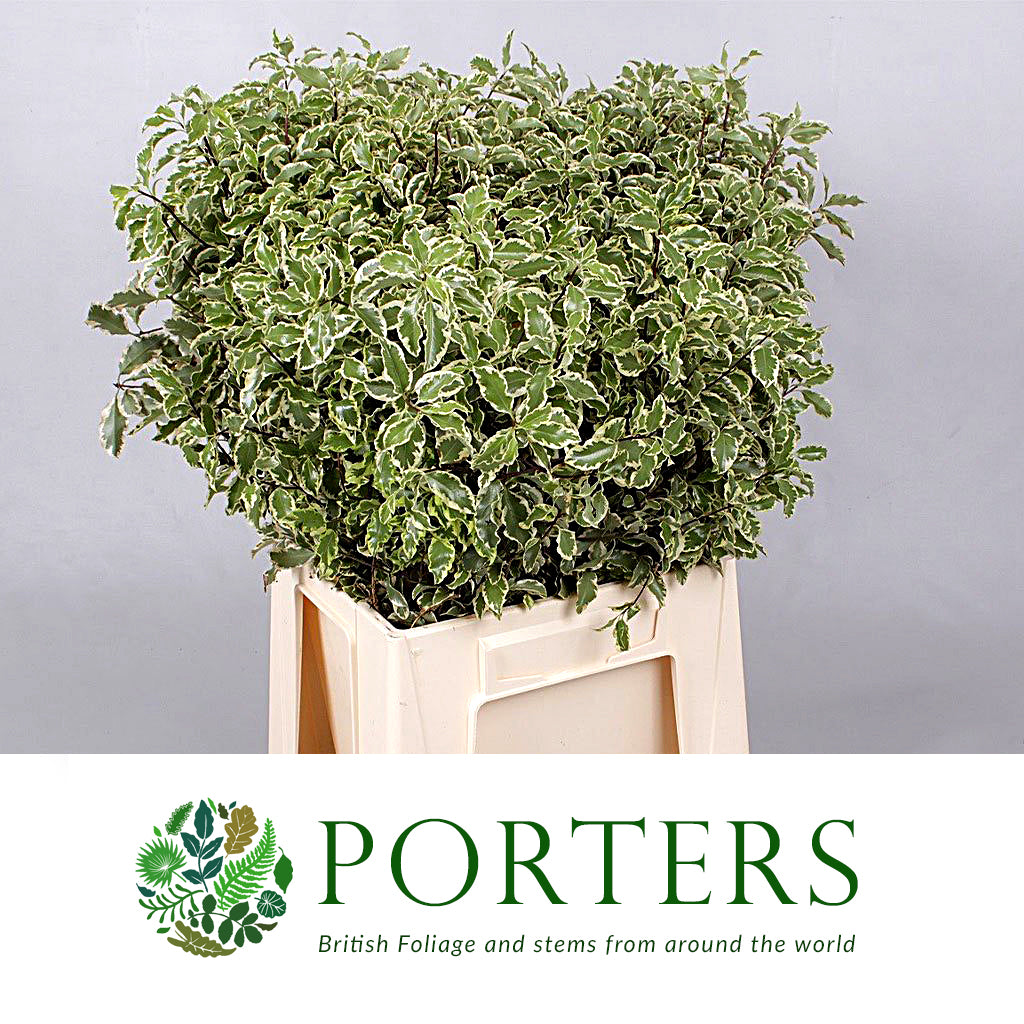 Pittosporum 'Nigra' (Silver Queen) (Various Sizes)