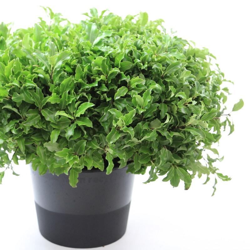Pittosporum 'Green' (Tenuifolia) (Various Lengths)