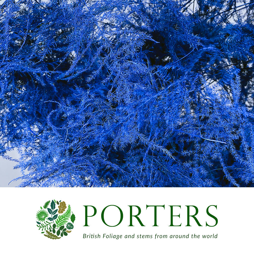Fern &#39;Asparagus&#39; (Painted/Glitter) 45cm (Various Colours) (x50)