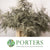 Fern 'Asparagus' (Painted) 85cm (Various Colours) (x50)