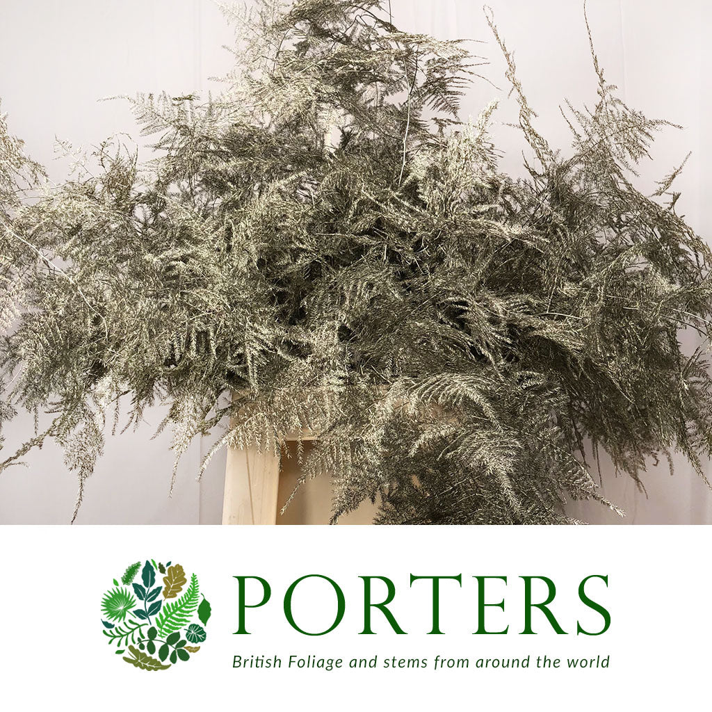 Fern 'Asparagus' (Painted) 45cm (Various Colours) (x50)