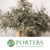 Fern 'Asparagus' (Painted) 45cm (Various Colours) (x50)