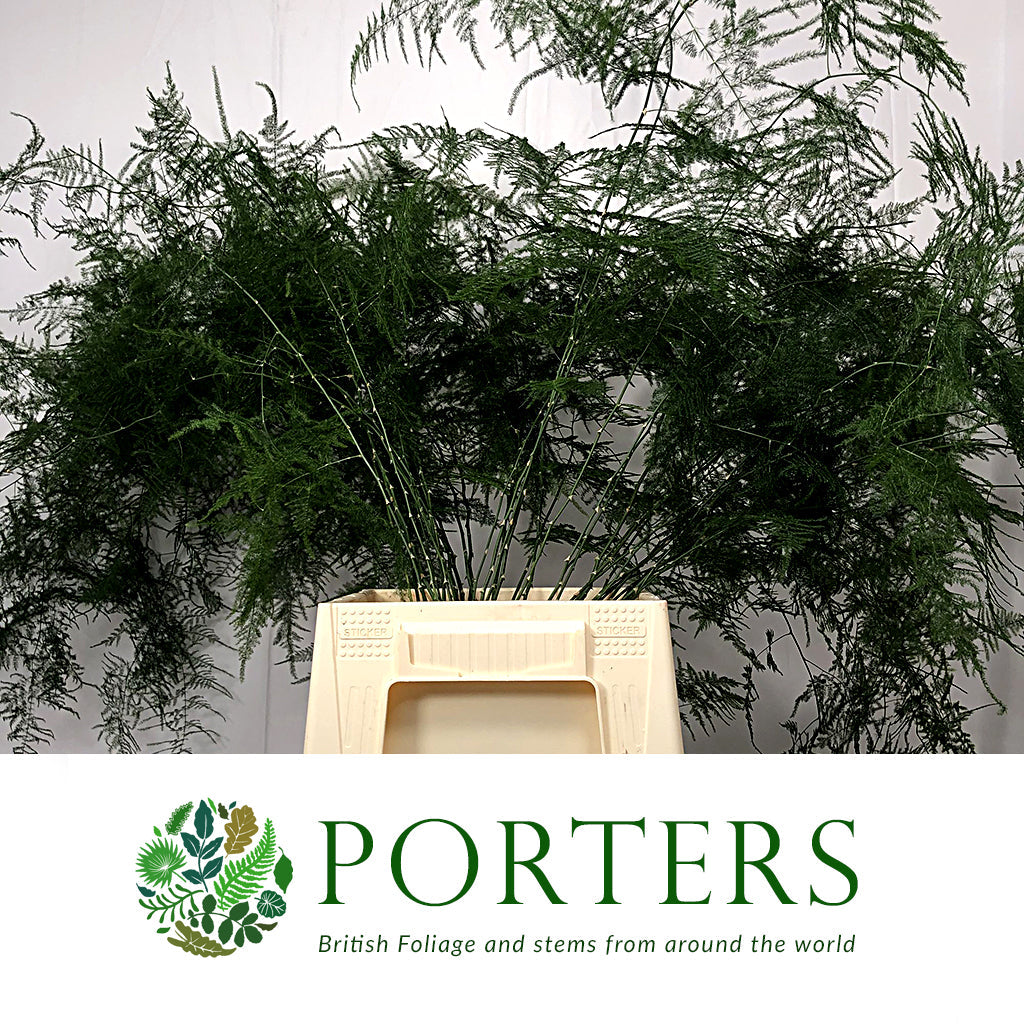 Fern &#39;Asparagus&#39; (Various Lengths)