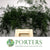 Fern 'Asparagus' (Various Lengths)