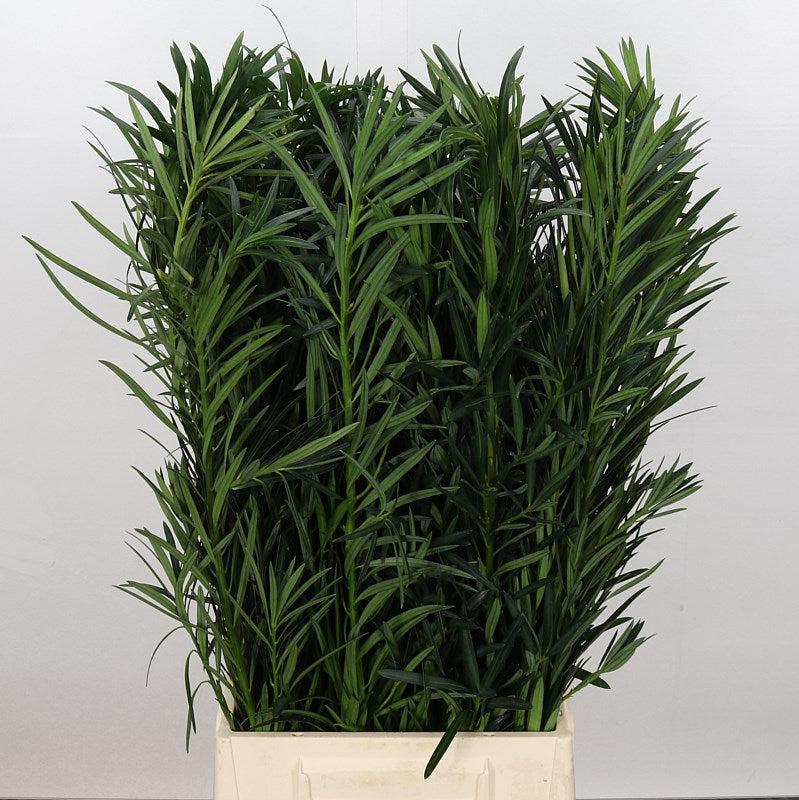 Podocarpus &#39;Plum Pine&#39; (Various Sizes) (x10)