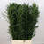 Podocarpus 'Plum Pine' (Various Sizes) (x10)