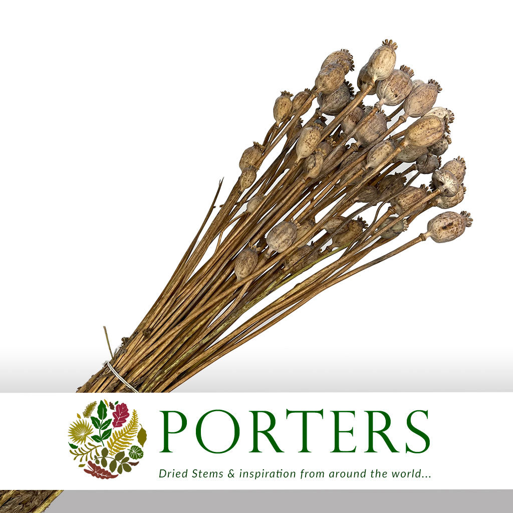 Poppy 'Heads' (Natural) (Various Sizes) (DRY)