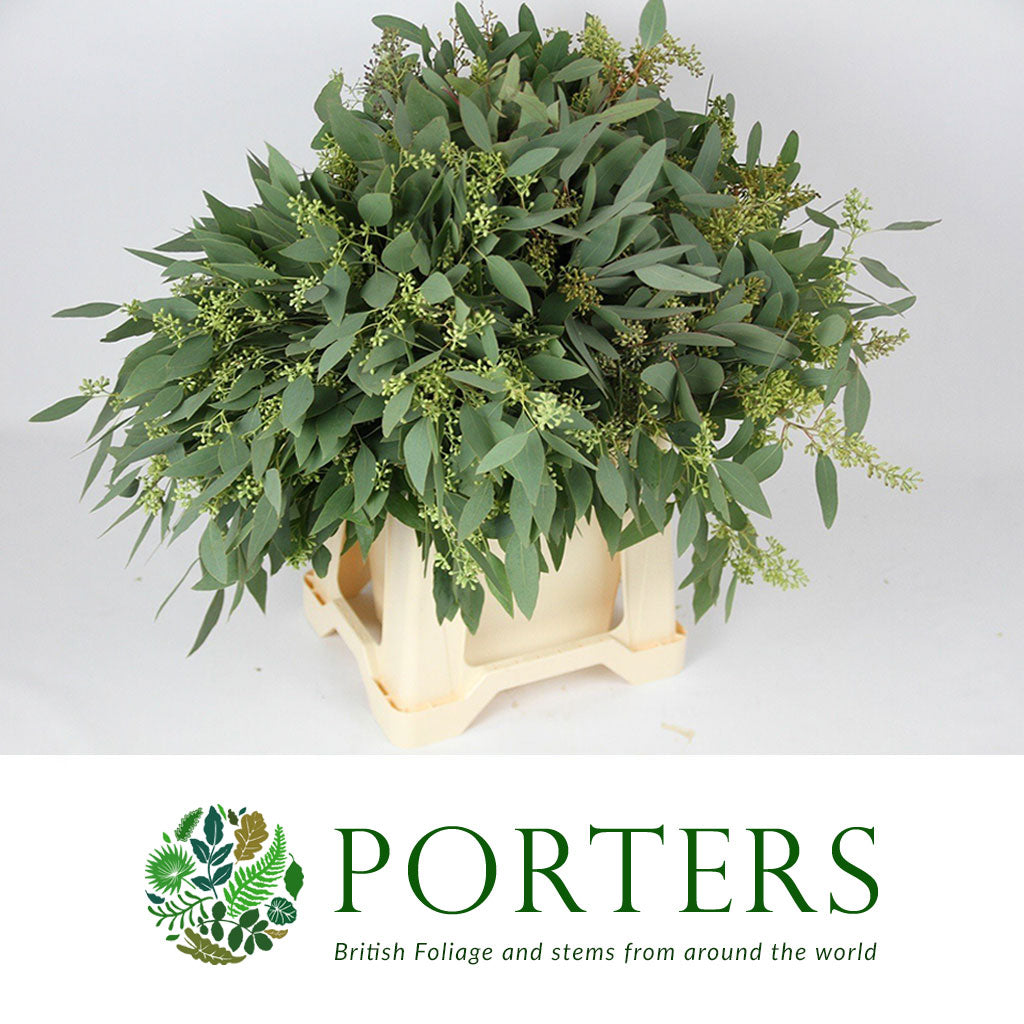 Eucalyptus 'Populus Berries' (Various Sizes)