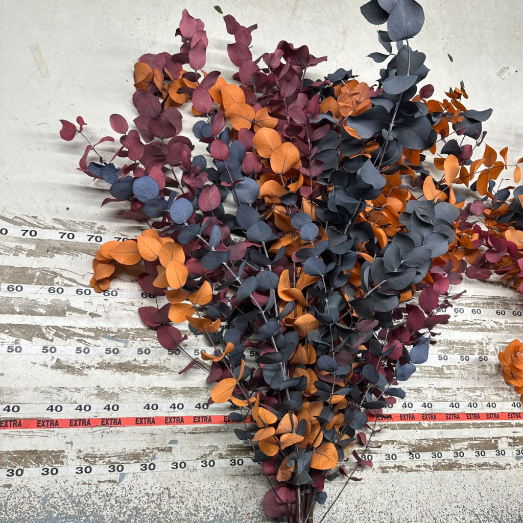 Eucalyptus 'Stuartiana' (Stabilised) (DRY) (Various Colours)