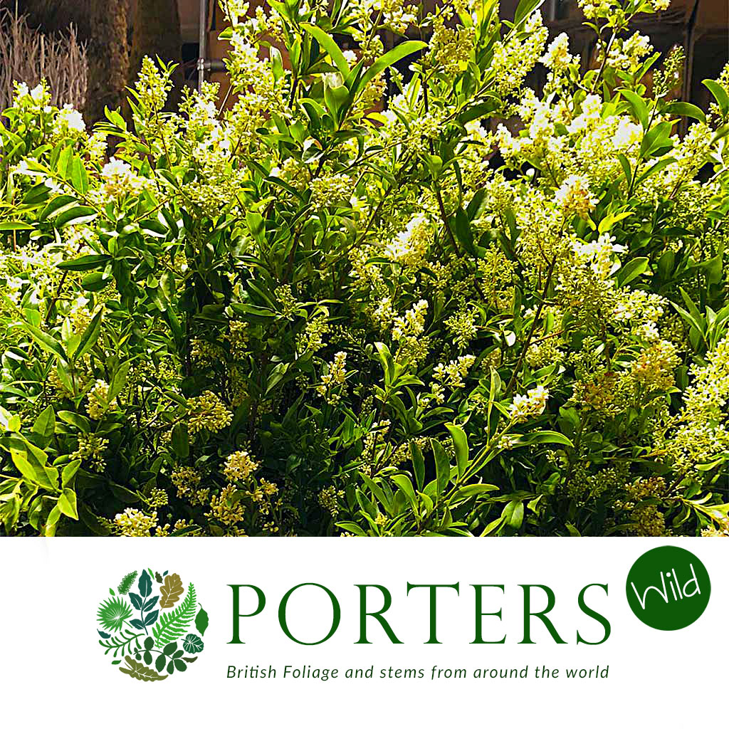 Privet 'Flowering' (Green) (Wild) (Various Sizes)