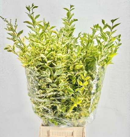 Ligustrum Variegated 65cm 200g