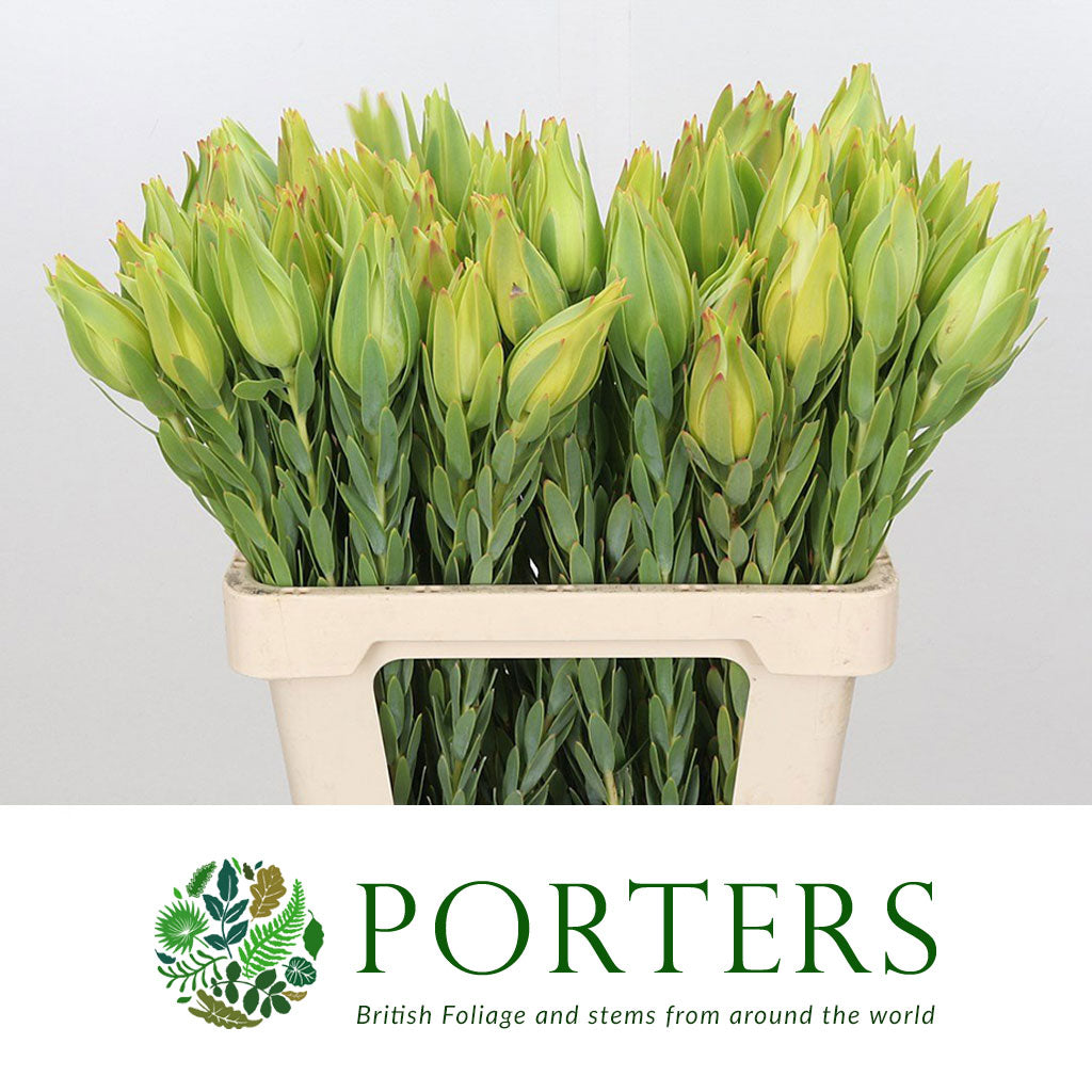 Leucadendron &#39;Procerum&#39; (Various Lengths)