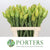 Leucadendron 'Procerum' (Various Lengths)