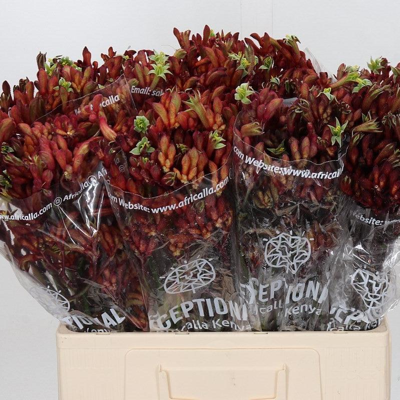 Kangaroo Paw 'Early Spring' (Various Lengths)