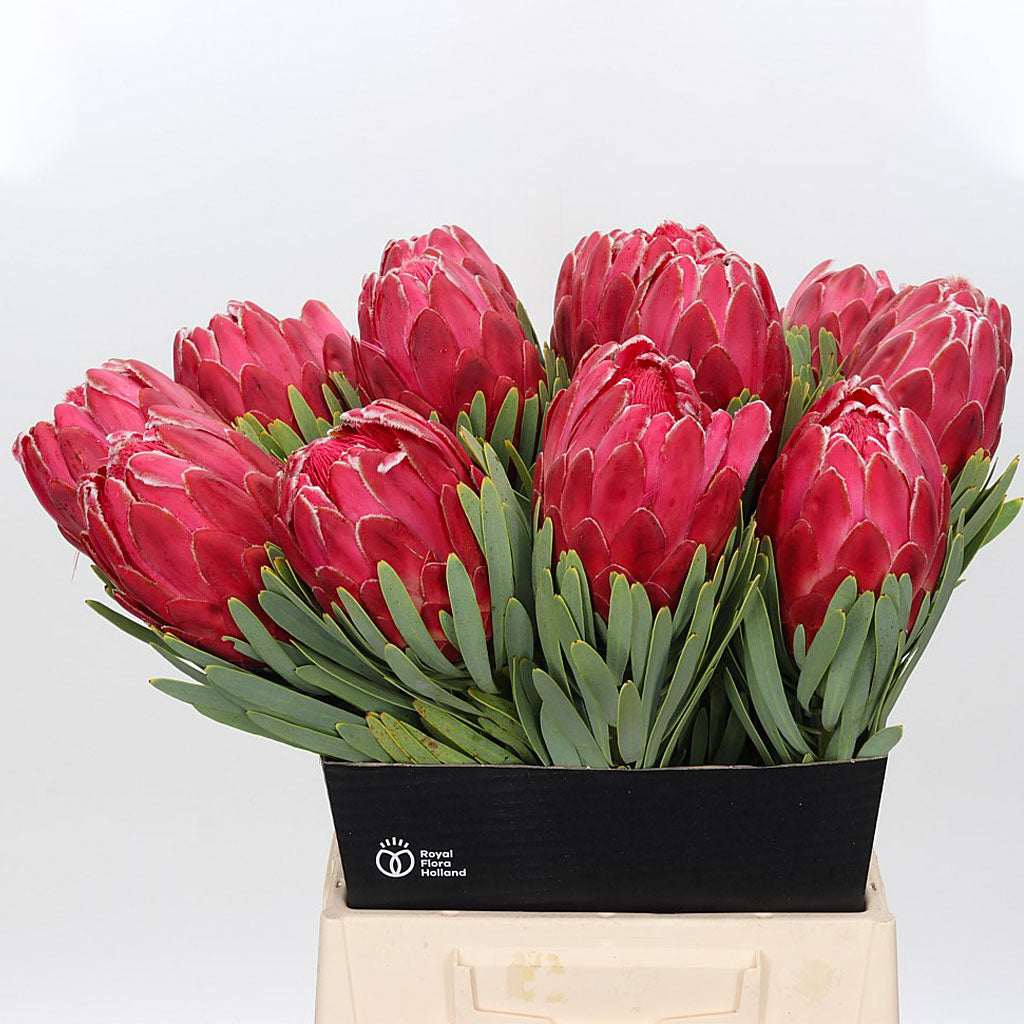 Protea &#39;Venus&#39; (Various Lengths) (Per Stem)