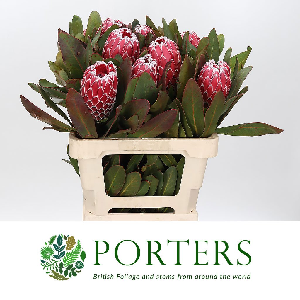 Protea &#39;Empress&#39; (Various Lengths)