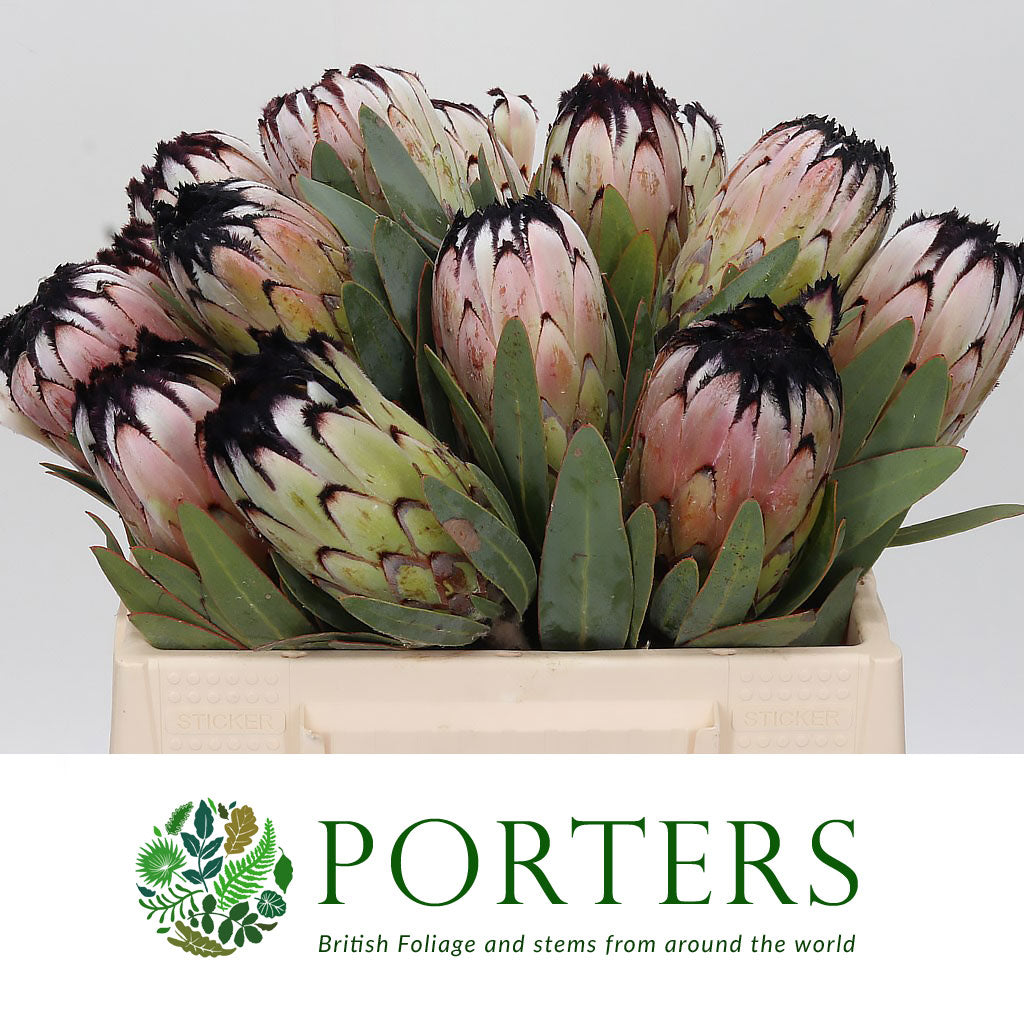 Protea &#39;Niobe&#39; (Various Lengths)