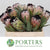 Protea 'Niobe' (Various Lengths)