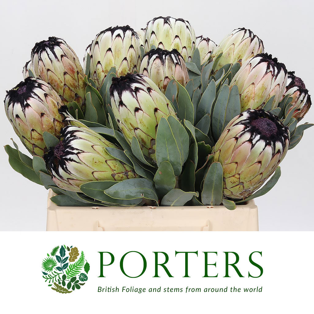 Protea &#39;Niobe&#39; (Various Lengths)