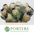 Protea 'Niobe' (Various Lengths)
