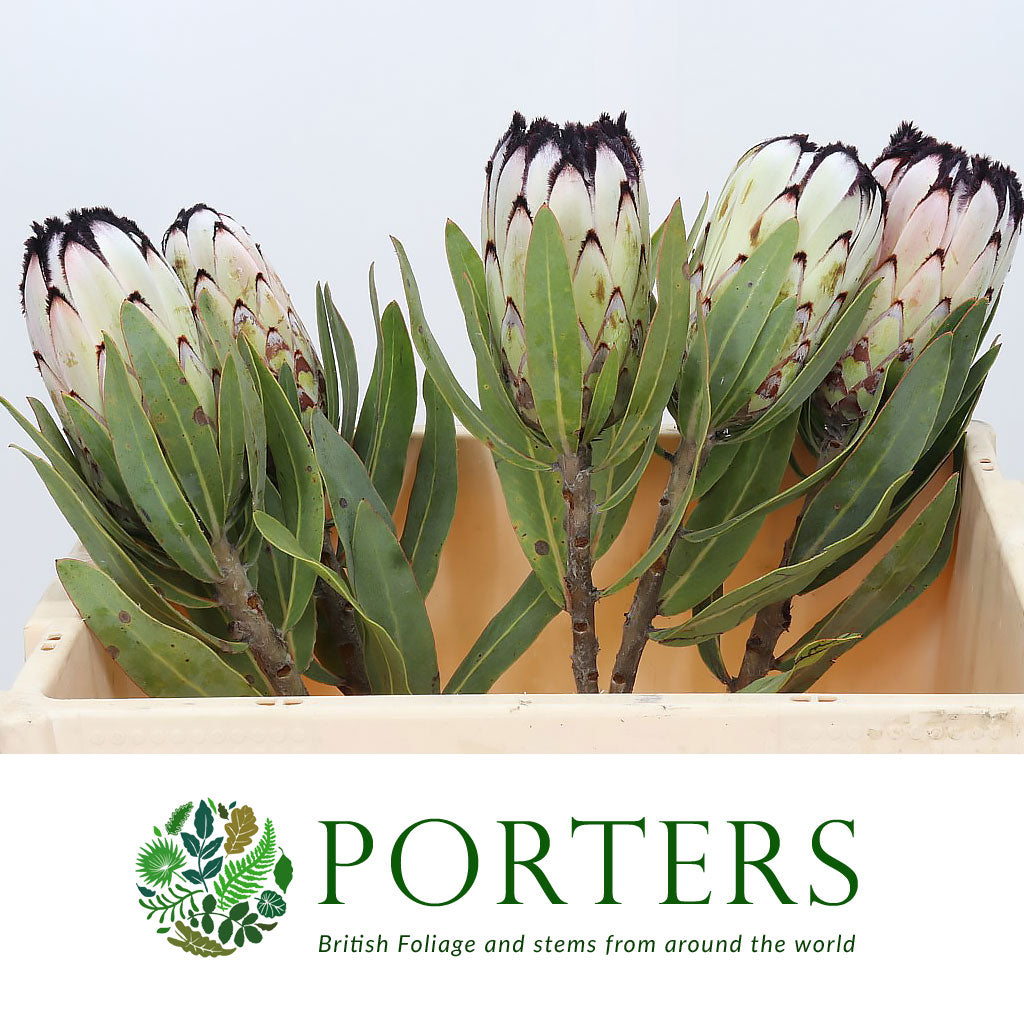 Protea &#39;Niobe&#39; (Various Lengths)