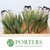 Protea 'Niobe' (Various Lengths)
