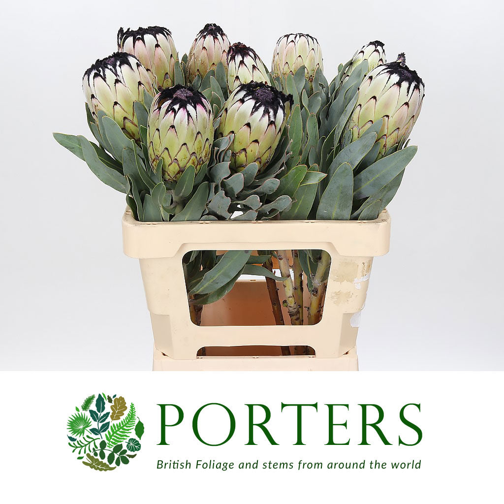 Protea &#39;Niobe&#39; (Various Lengths)
