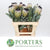Protea 'Niobe' (Various Lengths)