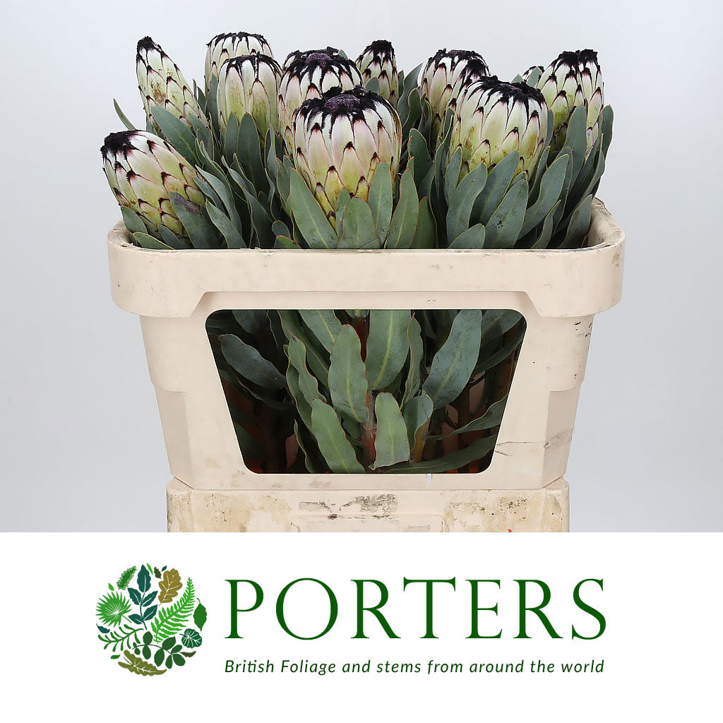 Protea 'Niobe' (Various Lengths)