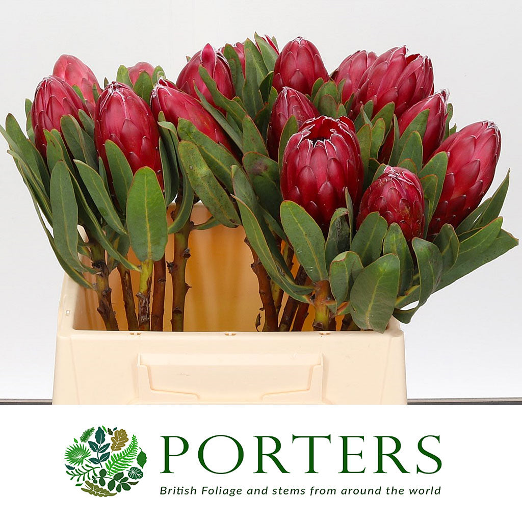 Protea &#39;Red Sensation&#39; (Various Lengths)