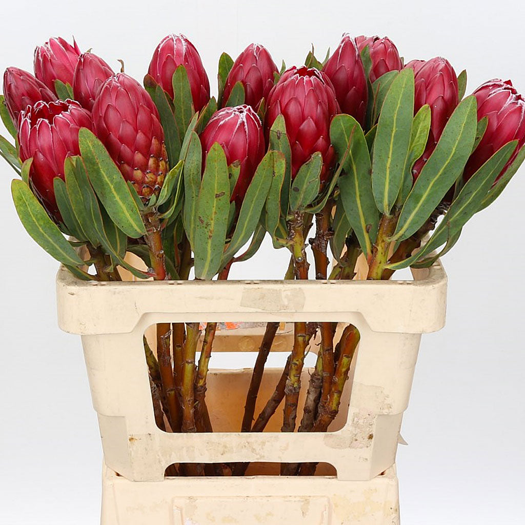 Protea &#39;Red Sensation&#39; (Various Lengths)