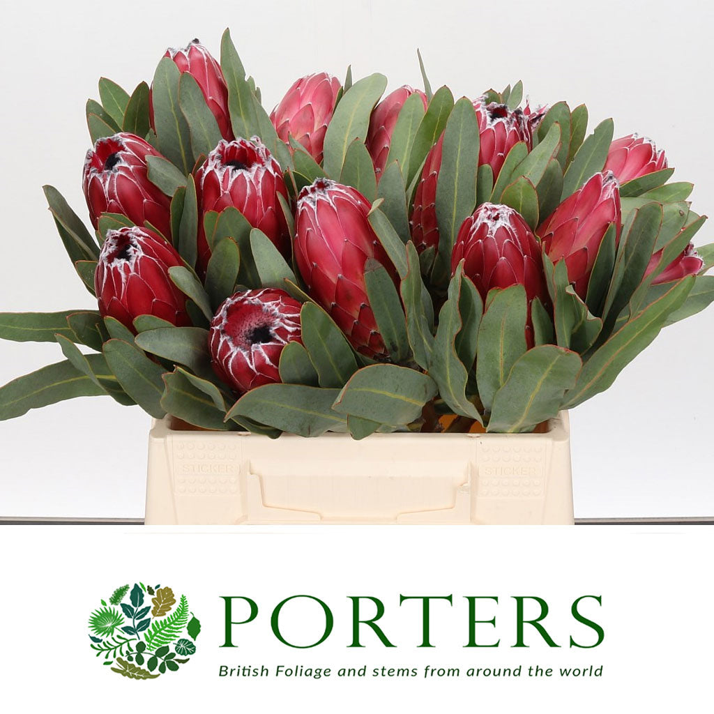 Protea 'Sheila' (Various lengths)
