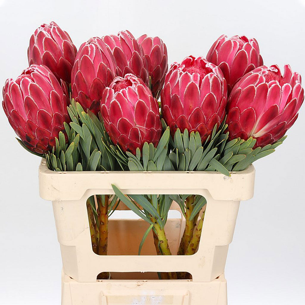 Protea &#39;Venus&#39; (Various Lengths) (Per Stem)
